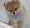 Pomeranian puppies dogs information care pictures training tips and resources