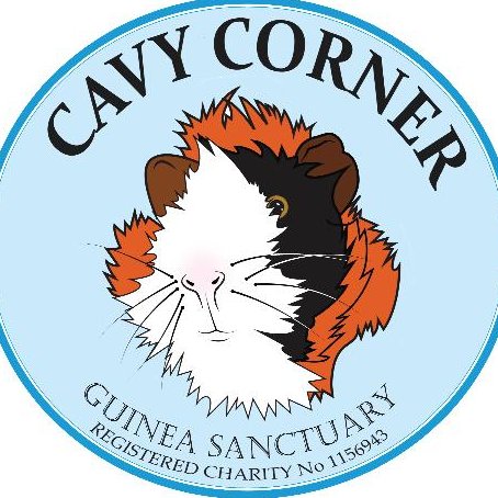 Cavy Corner Guinea Sanctuary is a registered charity. Run exclusively by volunteers, there are no paid staff so any donation goes to benefit the guineas.