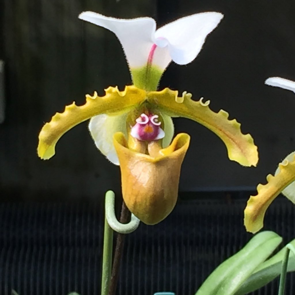 3Fo2ubcnC0OkREV's profile picture. 