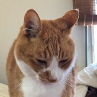 バルバルバルバル (@kasouneet) 's Twitter Profile