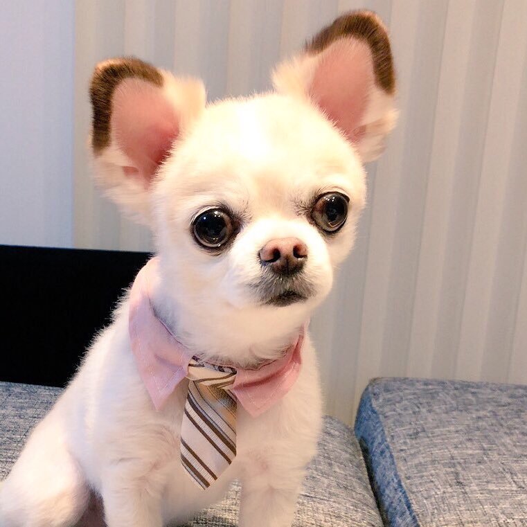 チワワのあーちゃん スカート短すぎるぅ ライオンしっぽ推進委員のあーちゃん ライオンしっぽ ジャングル大帝レオ サマーカット チワワ Chihuahua チワワのあーちゃん スカート短すぎるぅ ライオンしっぽ推進委員のあーちゃん ライオンしっぽ ジャングル大帝レオ サマーカット チワワ Chihuahua