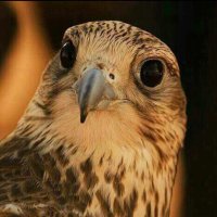 القيصر (@qaysar_58) Twitter profile photo