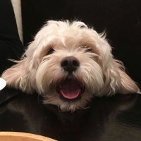 @DogsofWestHampstead🐕(@whampsteadpooch) 's Twitter Profile Photo