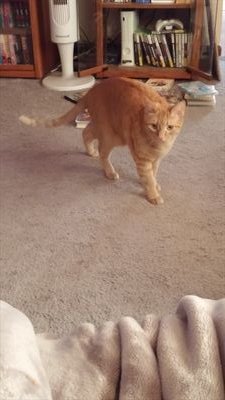 f8tergirl24's profile picture. I'm an avid skateboarder and novelist. my bucket list is  to meet Cher, Liz Miitchell, and Penny Marshall.I doubt it'll ever happen but a girl has to dream.