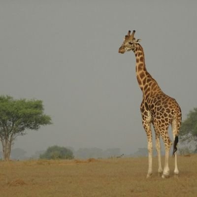 uganda2803 Profile Picture