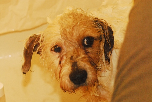 SpecialJake's profile picture. Computer nerd who loves people, the internet, animals, surfing, bicycling, and mother nature.