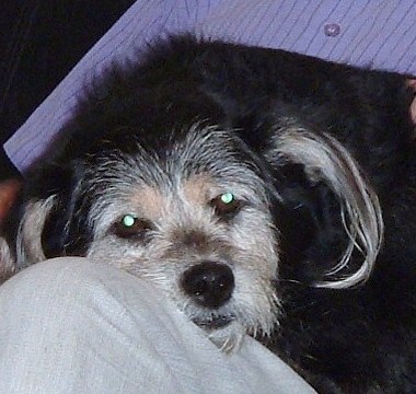 AnnEnglishRose's profile picture. addicted to twitter, politics Left leanings, football LFC, believe you only live once don`t waste it by fretting what others are doing with their lives