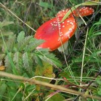 Amanita (@maritegaldon) 's Twitter Profile