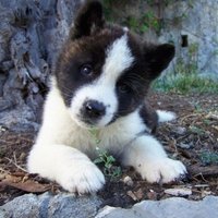 Anailette (@ceischula) 's Twitter Profile