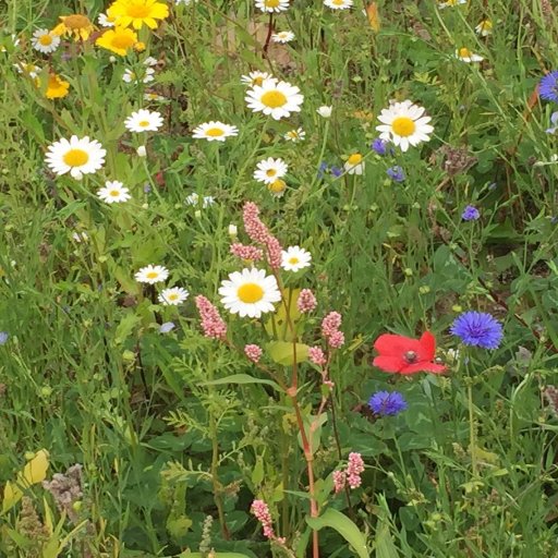 Corrin Nature Reserve officially open to the public since Saturday 14th September 2019.   100% owned and managed by our club.