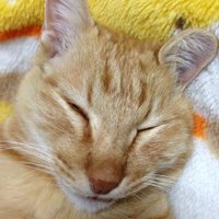 shimon(シモン) (@shimo0522) 's Twitter Profile