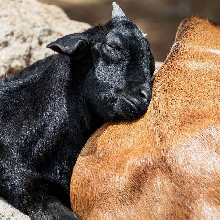 Cesarsantiag09's profile picture. 🐐🐏🚜🚵‍♀️🚘💪