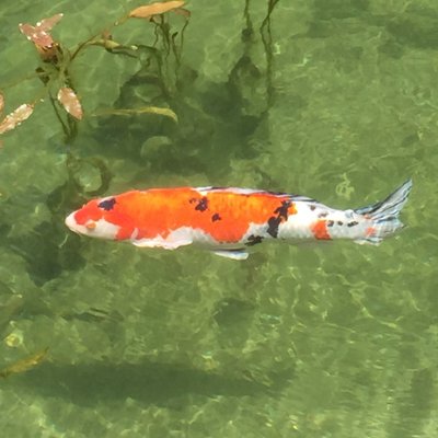 桜吹雪が風に舞う Sanadamaru16 Twitter