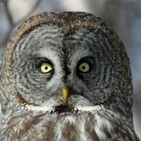 GreyOwl(@GreyOwl3) 's Twitter Profile Photo