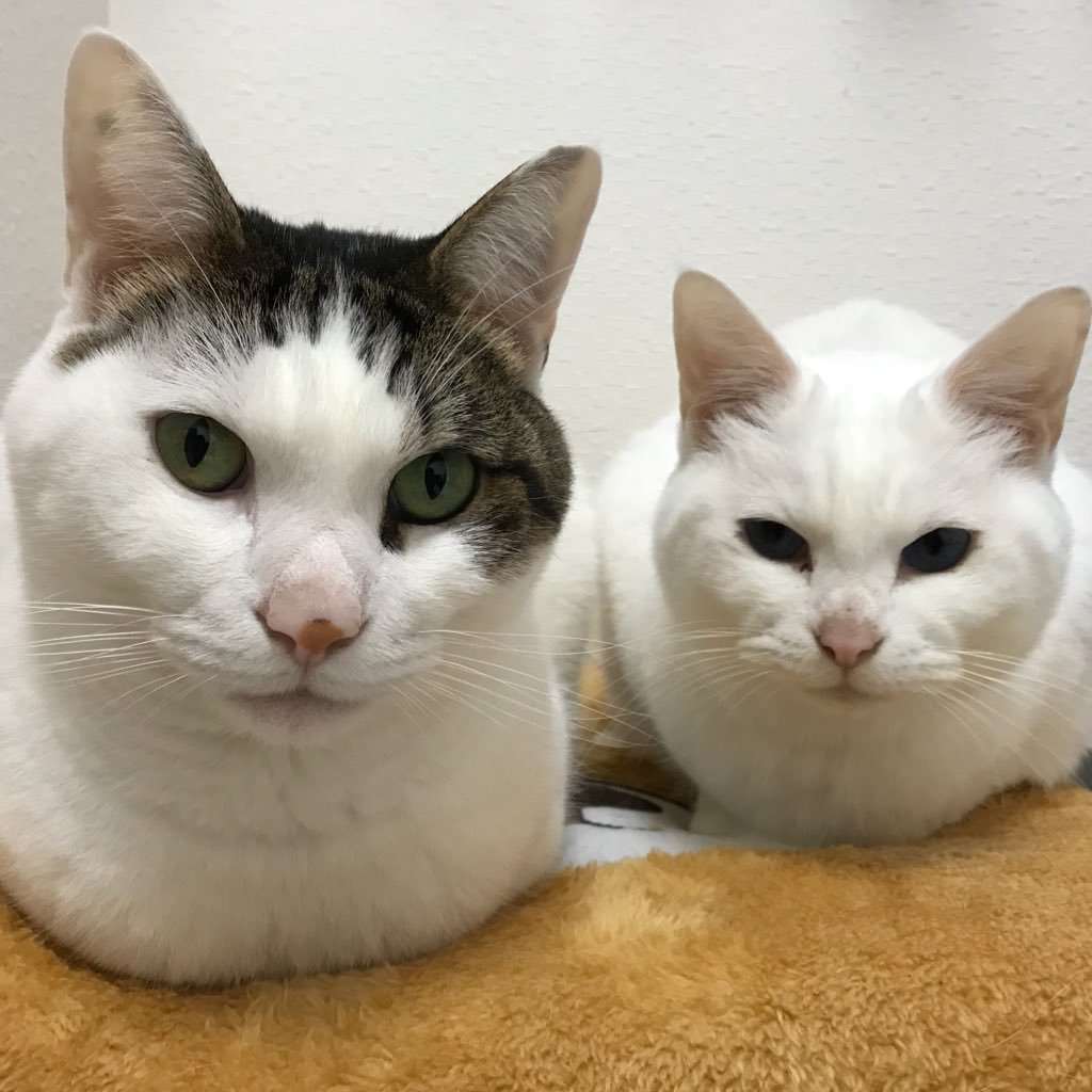 shumailovers's profile picture. 猫派。