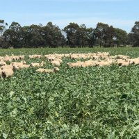 The Forage Forum (@theforageforum) 's Twitter Profile