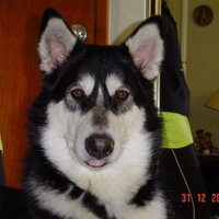 Mauricio de la Torre (@1articwolf1) 's Twitter Profile