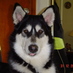 Mauricio de la Torre (@1articwolf1) Twitter profile photo