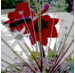 Marianne Giloux (@mariannegiloux) Twitter profile photo