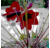MarianneGiloux's profile image