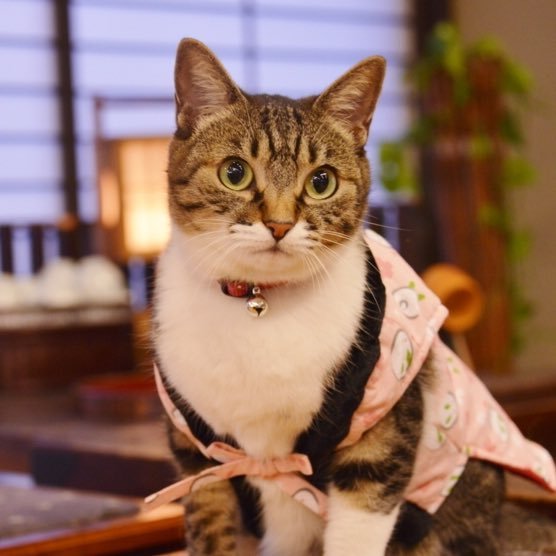 松伯亭あづま荘の元ねこ女将にゃ🐾
12年勤続を経て、2025年2月22日に引退しましたにゃ🐱不定期の出勤ににゃるけど、たまたま旅館にいたら遊んでくれにゃ~✨️