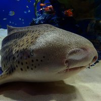 マリホ水族館 (@marihoaquarium) 's Twitter Profile Photo