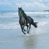 VictoriasSedgeFields (@victor_sedge) 's Twitter Profile