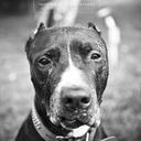 Lori Weise - @pinkthepitbull - Twitter