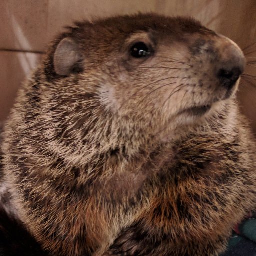 Georgia's Official Weather Prognosticator who loves naps, digging tunnels, and hashbrowns!