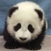 pandas (@pandasaspd) Twitter profile photo pandas (@pandasaspd) Twitter profile photo