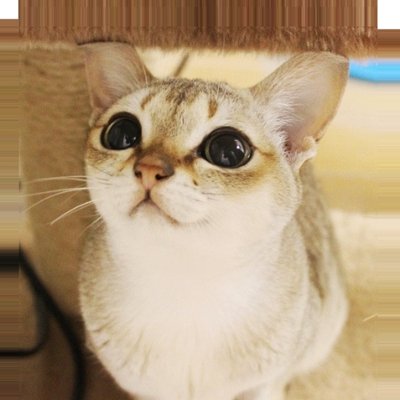 文法 エクスタシー 誓約 猫 シンガプーラ Bellshistoricaldioramas Com 文法 エクスタシー 誓約 猫 シンガプーラ Bellshistoricaldioramas Com
