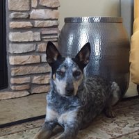 Wade Rousse (@drrousse) 's Twitter Profile