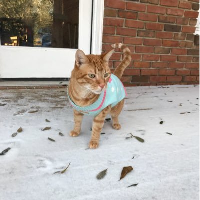 CheeseTheGinger's profile picture. Born orange and homeless 11 years ago. Now my life is full of leisure. My playmates are a ginger poodle and a little, dumb sausage dog. And now Olive.