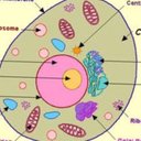 Ivan Hall the Cytosol - @ICytosol - Twitter
