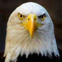 Piscis primum a capite foetet (@seb1949) 's Twitter Profile