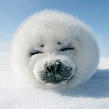 aruaruatta1's profile picture. ウマ娘メインで活動中 逃げ･大逃げはレースの華だよ！(最推しはカイチョー) 某周回牧場で放牧中 駆けつけ1杯は様式美 雪音クリスは嫁