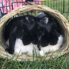 tangytia's profile picture. concept designer. i'm only here to learn. she/her