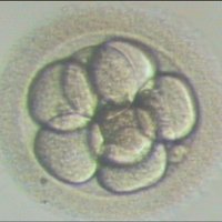 StemCells (@stemcells) 's Twitter Profile
