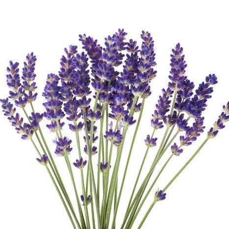 مؤسسة عبق الخزامى الزراعية 🌱 🥀 للتواصل واتس 0556919846