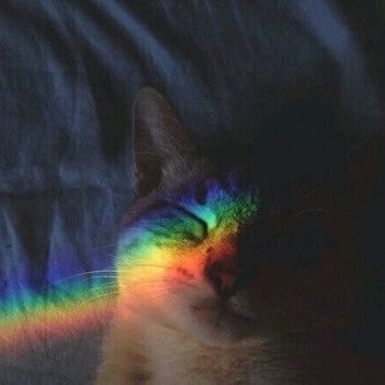 rainbowproject0's profile picture. hello humans my dms are open!