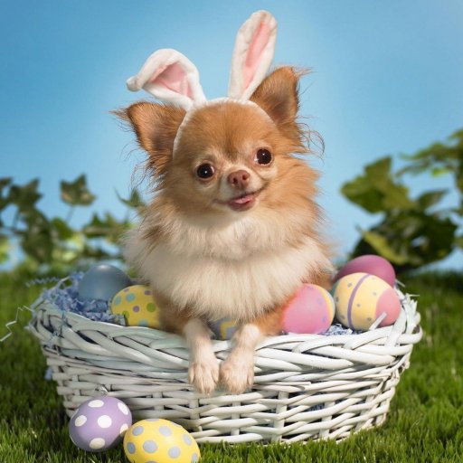 Puppys_R_Us's profile picture. fb4fb #puppylove