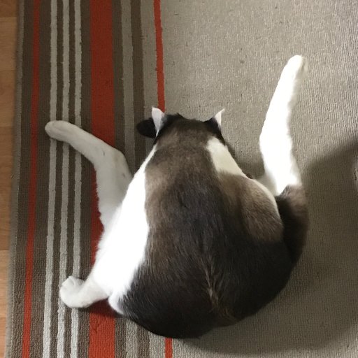 ねこったー Spo Nekotter Twitter