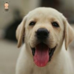 We do only quality breeding of dogs and only sell the best quality for loving homes.Studding of dogs and boarding for your dogs is also available.