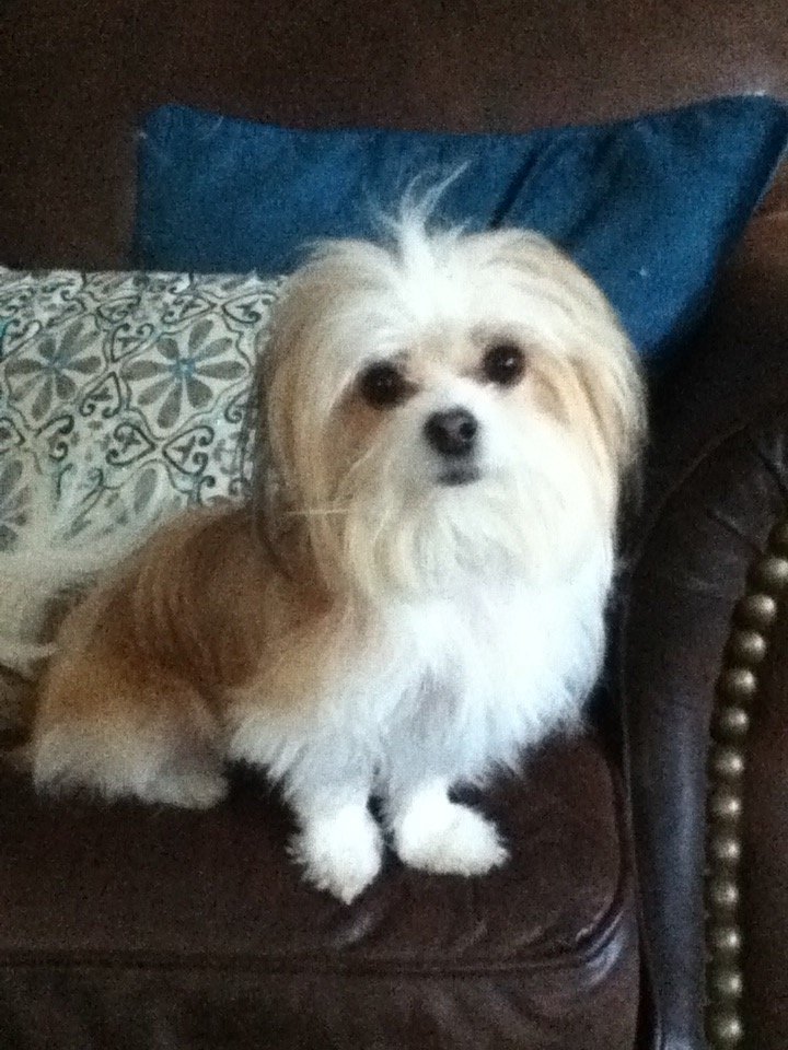 BrookeB09151160's profile picture. Animal lover and proud Canadian 🇨🇦 “The greatness of a nation and its moral progress can be judged by the way its animals are treated” Mahatma Gandhi