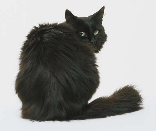 grow_cat's profile picture. I make cute things from yarn and clay. Married to a Somalian Veteran for 20 yrs, love animals+family, Trump Supporter! #Deplorable USA🐕👽🌛🎨🦕🦖🐈🐼🤡