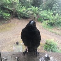 Bernard Cleary (@clearybernard) 's Twitter Profile