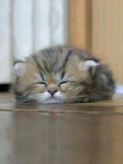 kyonnnnnnnnnnnn's profile picture. オレンジ！！刺身は背中側の尾っぽ側が一番好き