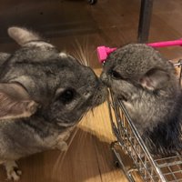 みほ (@run_go_run) 's Twitter Profile Photo