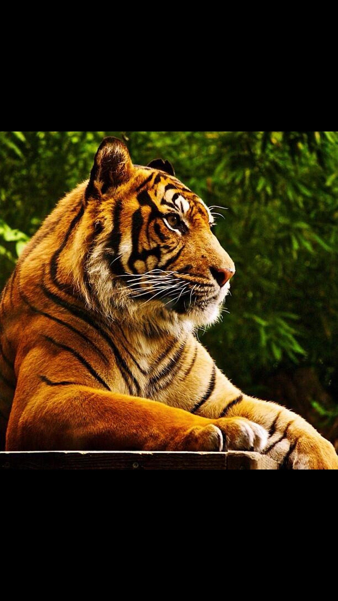 SportTheTiger's profile picture. Sport isn't a game... It's a passion