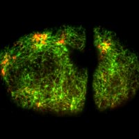 Robin Lab (@celldyn_lab) 's Twitter Profile